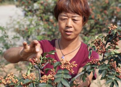 为了一口麻味纯正的花椒，这座城市的50万人都在努力