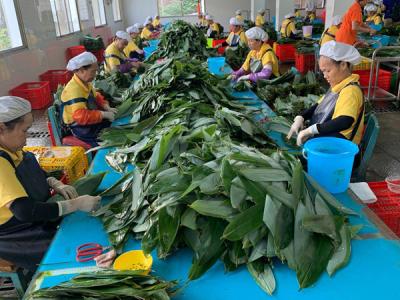 湖南：“脱贫致富叶”助力农民增收 校企联动推进科技成果产业化