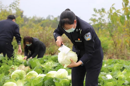 广东阳春监狱公益助农让“滞销菜”变“甜心菜”