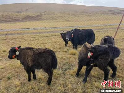 青海三江源地区：对两起危害珍贵、濒危野生动物案提起公诉