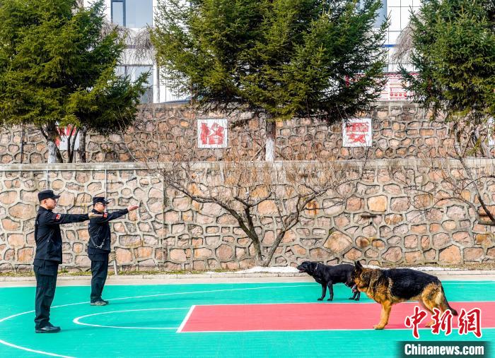 吉林边境检查站警犬春训忙