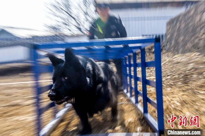 吉林边境检查站警犬春训忙