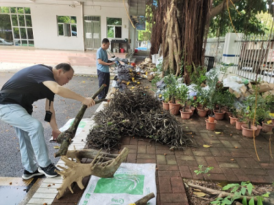 广东珠海公安严厉打击盗挖保护野生植物犯罪行为  侦破3宗盗伐林木案